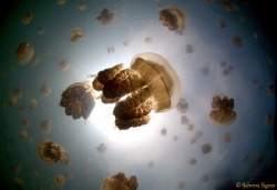 February 2016 Golden Jellyfish. Before El Nino incl. tour... by Sabrina Signer 